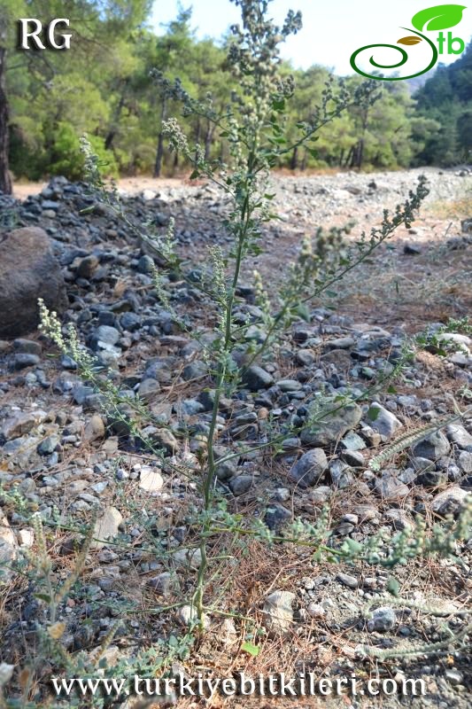 Datça-Muğla