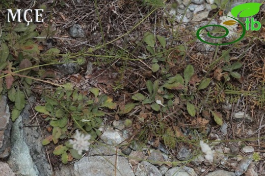 subsp. ochroleuca-Osmaniye