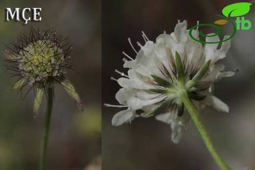subsp. ochroleuca-Osmaniye