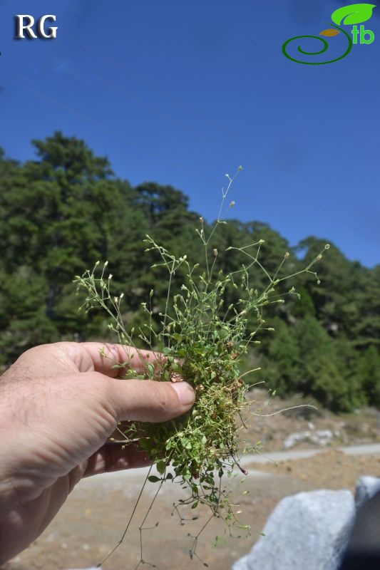 Sandras dağı-Köyceğiz