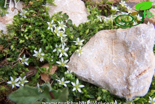 subsp. rotundifolia