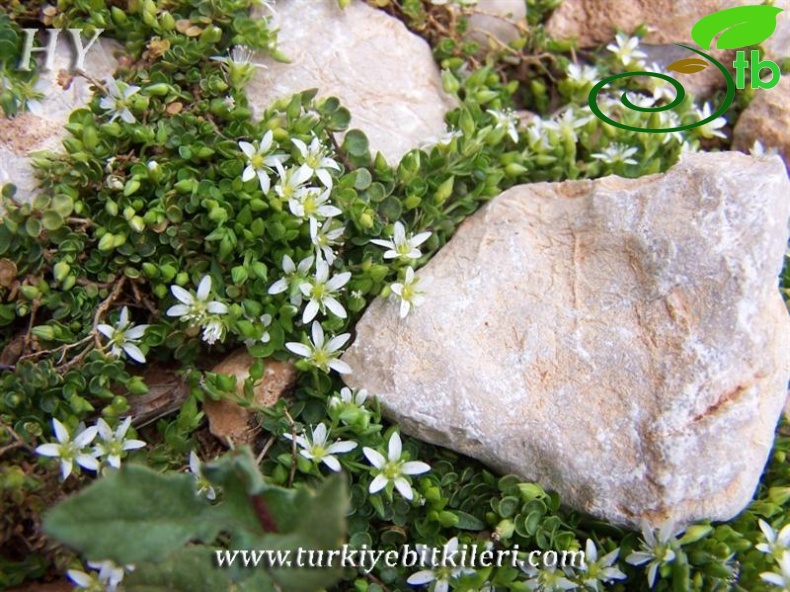 subsp. rotundifolia