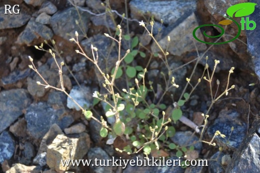 ssp leptoclados-Datça-Muğla