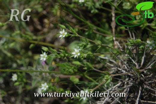 ssp leptoclados-Ayaş-Ankara