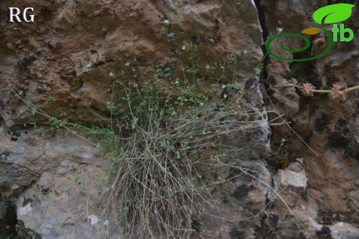 ssp serpyllifolia- Yilanlı dağı-Muğla