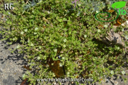 ssp leptoclados-Riva-İstanbul