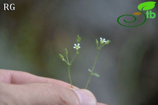 ssp serpyllifolia- Yilanlı dağı-Muğla