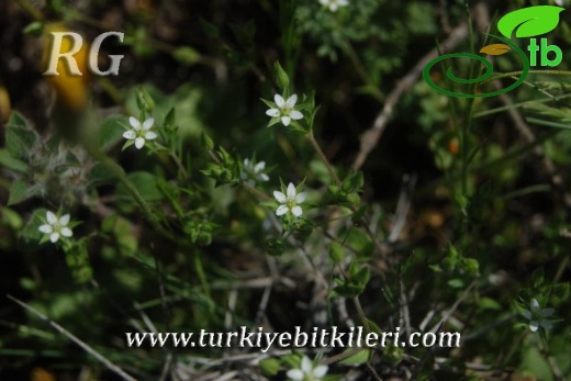 ssp leptoclados-Ayaş-Ankara