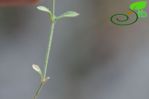 ssp serpyllifolia- Yilanlı dağı-Muğla