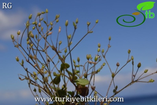 ssp leptoclados-Datça-Muğla