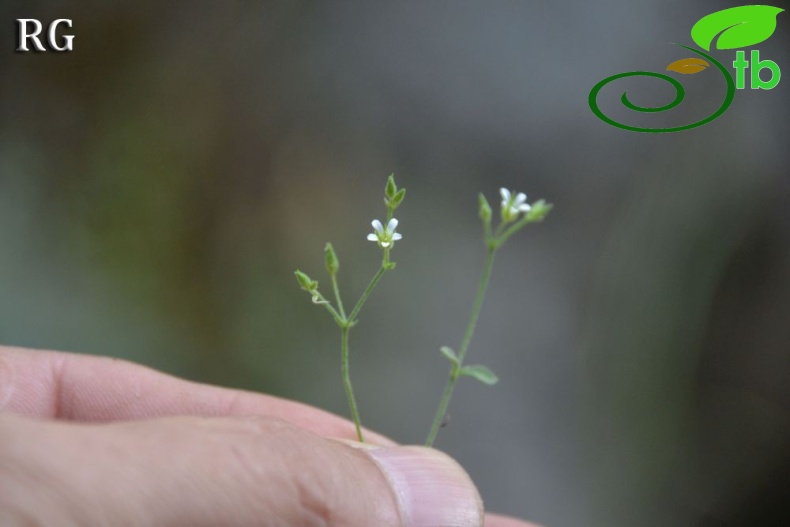 ssp serpyllifolia- Yilanlı dağı-Muğla