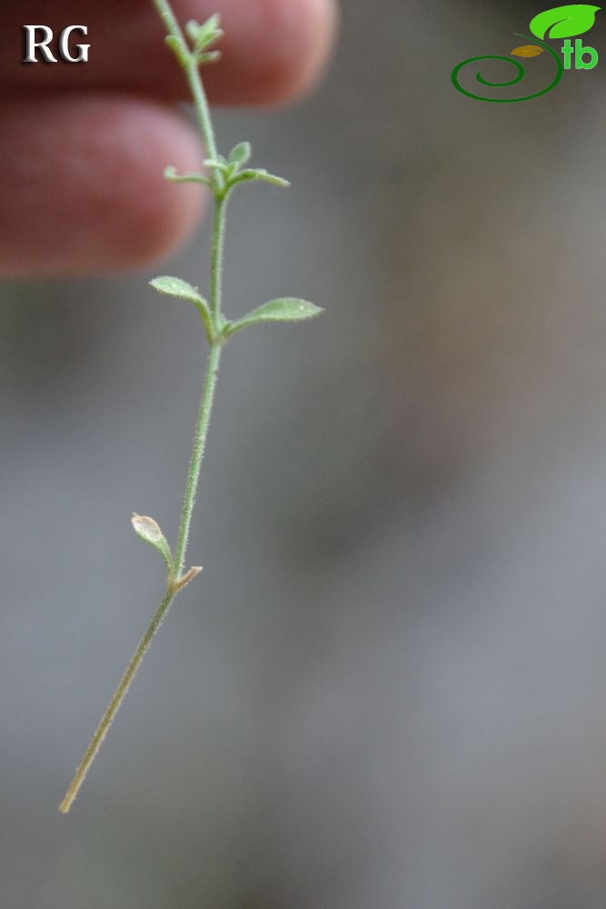 ssp serpyllifolia- Yilanlı dağı-Muğla