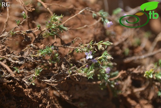 var frankenioides-Sandras