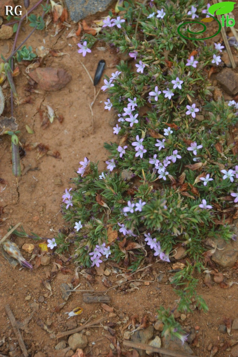 var fascicularis-Sandras