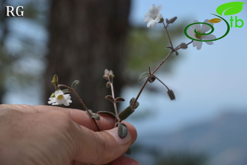 var. dominici-Sandras dağı