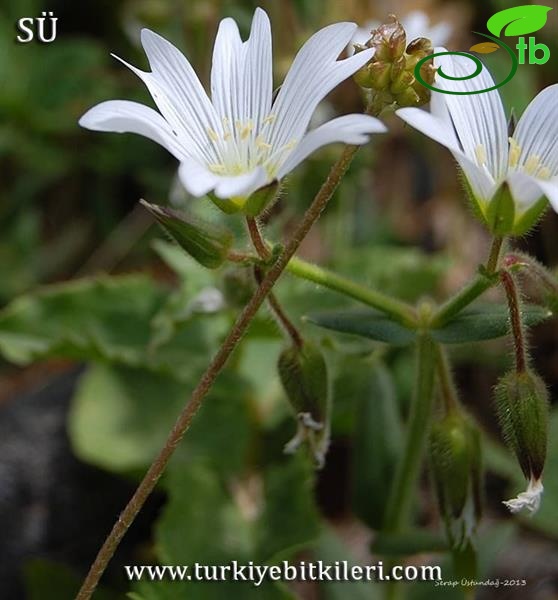 Kaçkar dağları