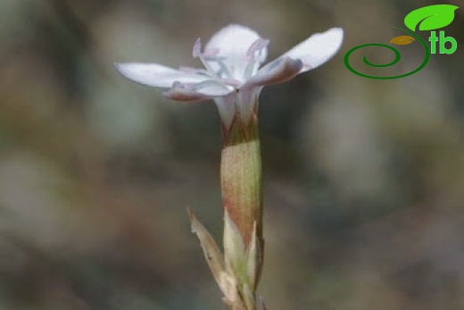 Aydos dağı-Çankırı