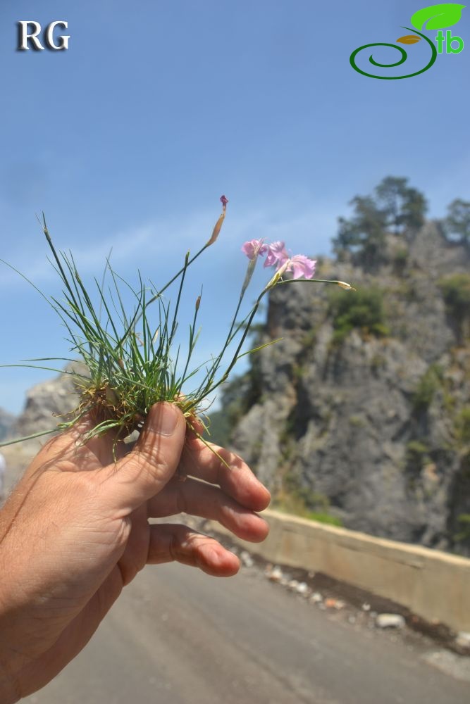 var actinopetalus-Ula-Muğla