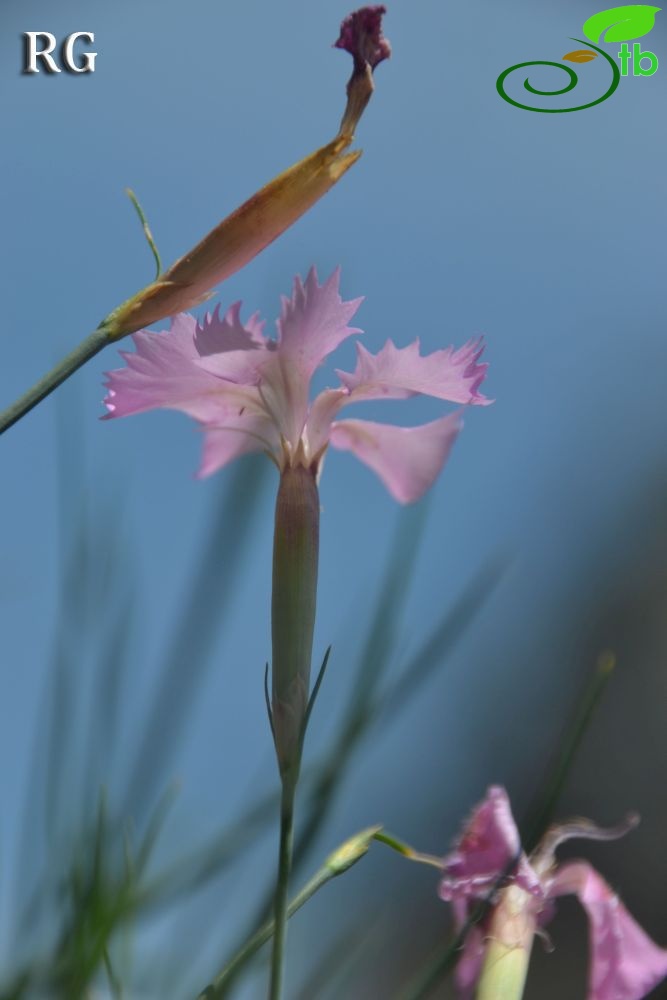 var actinopetalus-Ula-Muğla