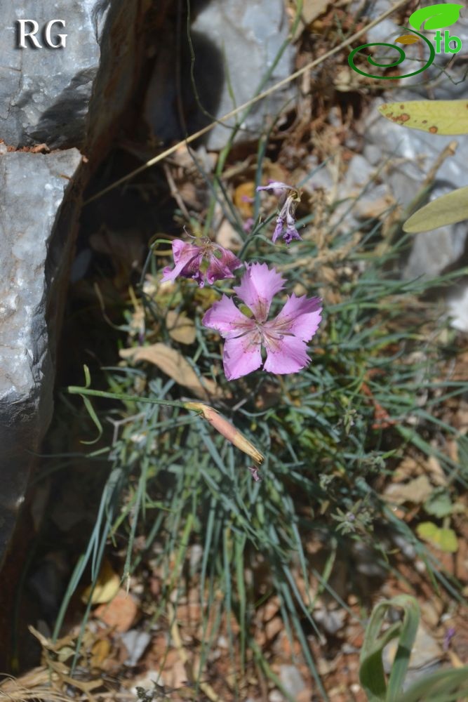 var actinopetalus-Ula-Muğla