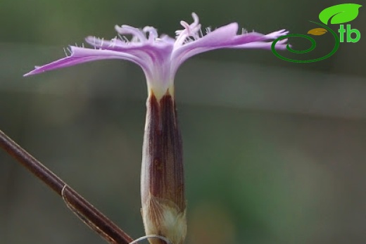 var axilliflorus-Yumurtalık-Adana