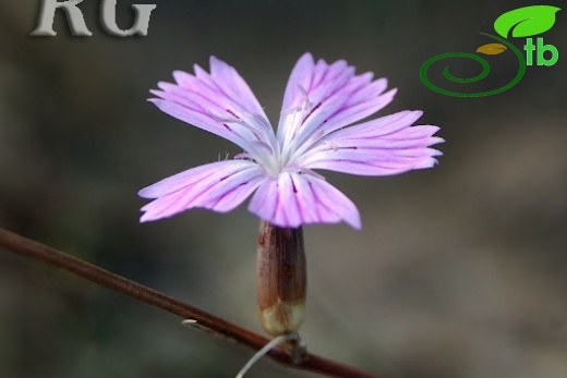 var axilliflorus-Yumurtalık-Adana