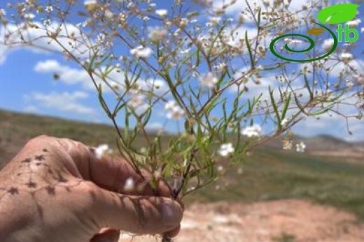 ssp minutiflora-Ulaş-Sivas