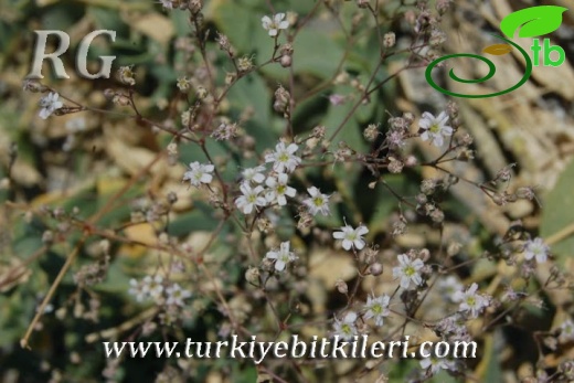 Silifke-Mersin