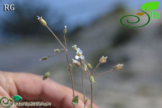 var umbellatum-Datça-Muğla