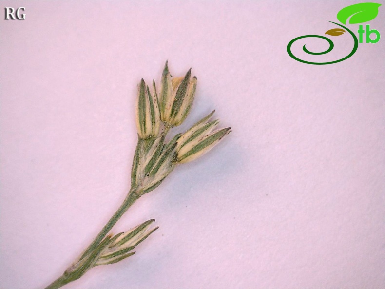 var polymorpha