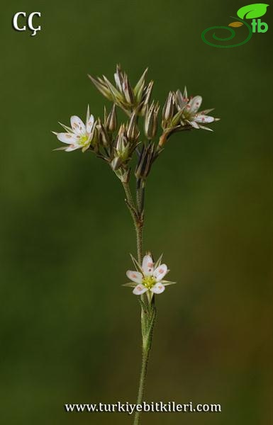 var. anatolica-Bozdağ-İzmir