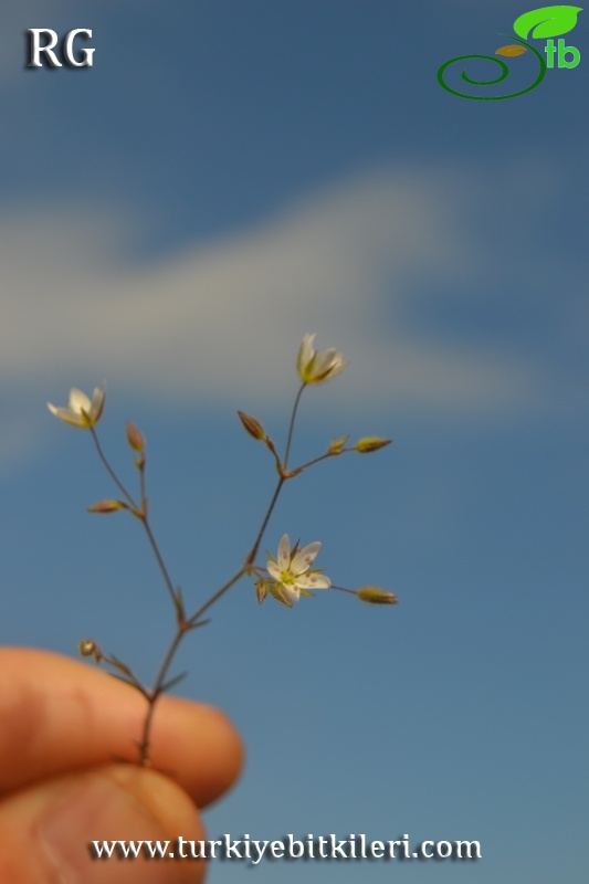 ssp hybrida-Marmaris-Muğla