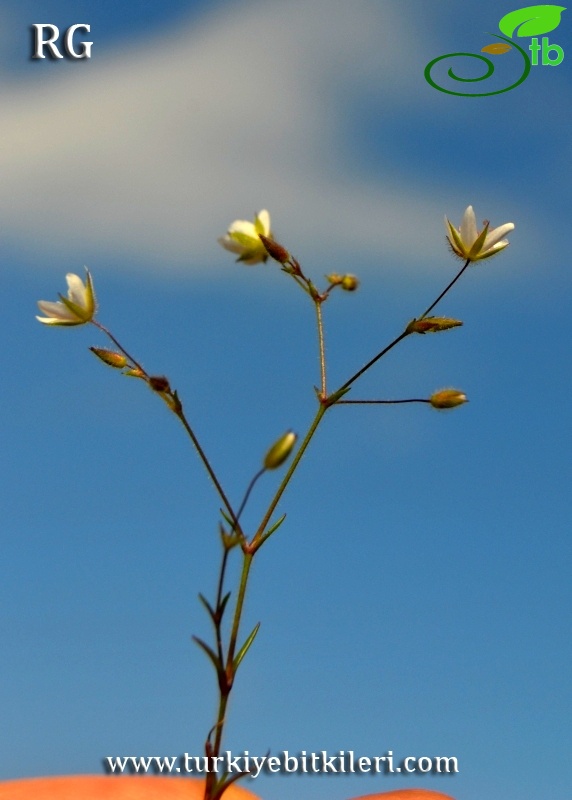 ssp hybrida-Marmaris-Muğla