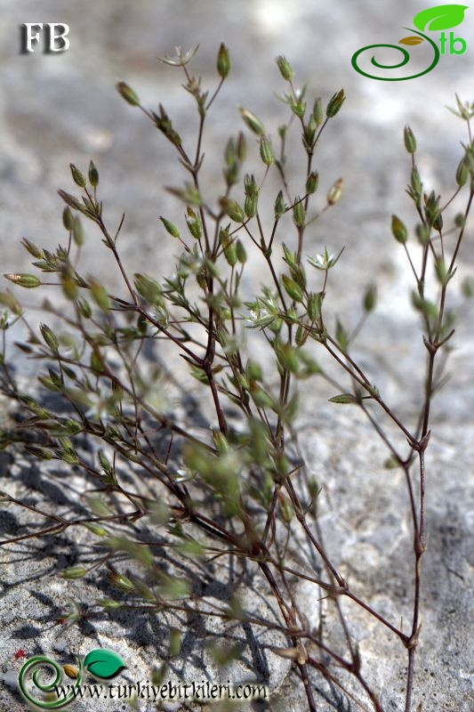 ssp hybrida-Marmaris-Muğla