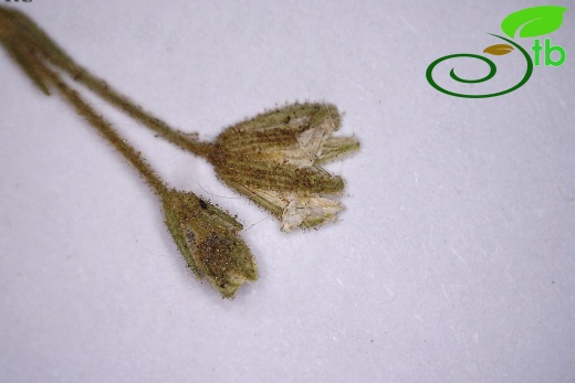 ssp carica