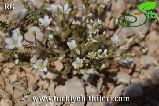 var multiflora-Böğrüdelik-Sivas