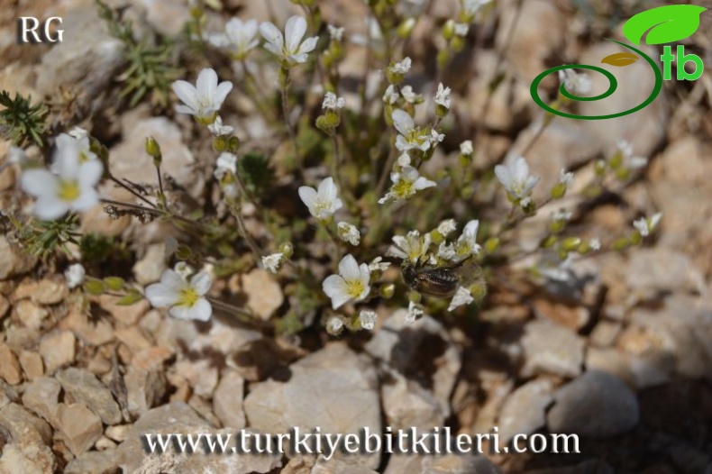 var multiflora-Böğrüdelik-Sivas