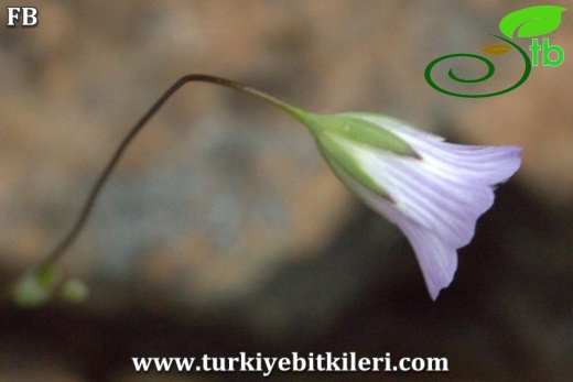 Marmaris-Muğla