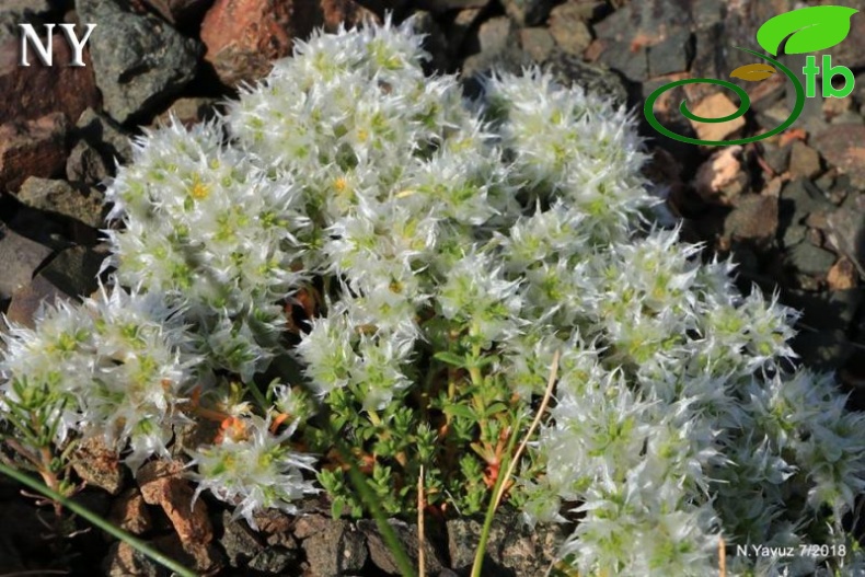 subsp. kurdica var. kurdica-Bayburt