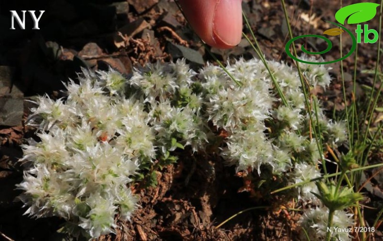 subsp. kurdica var. kurdica-Bayburt