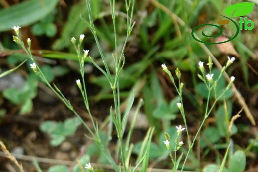 Ssp alpina-Artvin