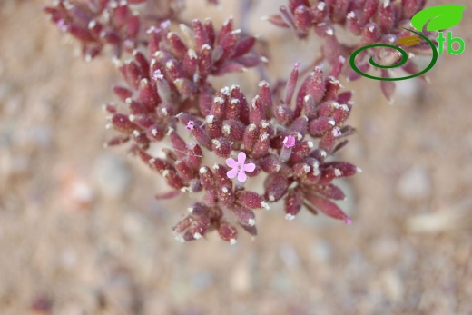ssp prostrata