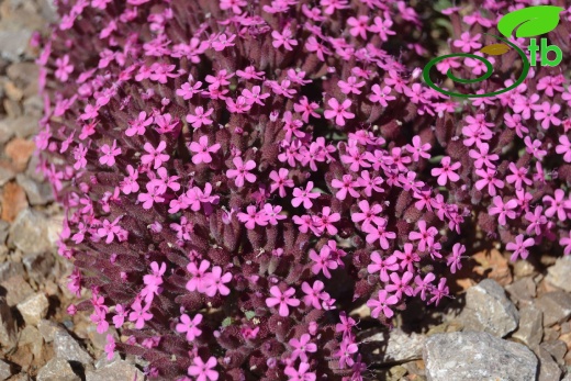 ssp prostrata Sivas