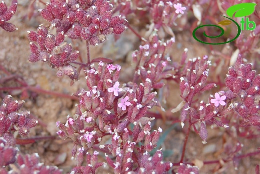 ssp prostrata