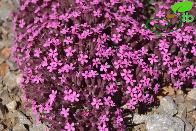ssp prostrata Sivas