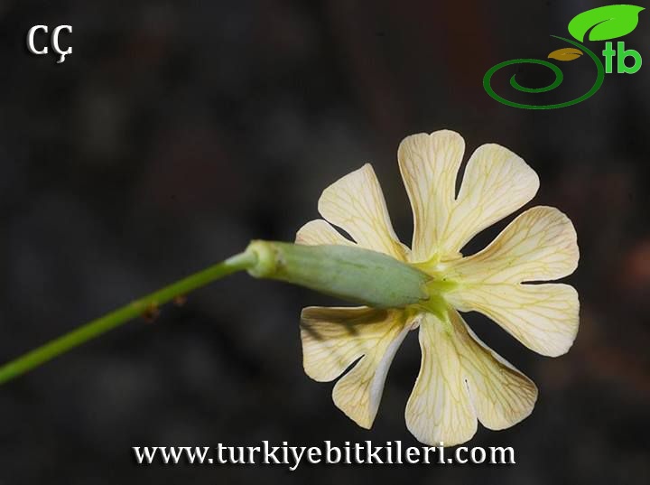 Kütahya