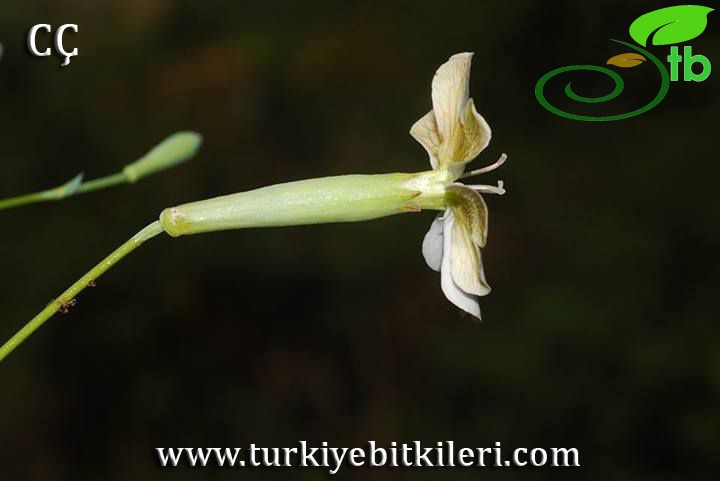 Kütahya