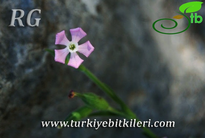 Erdemli-Mersin