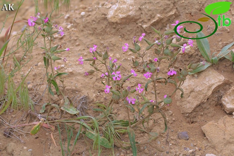 Muş