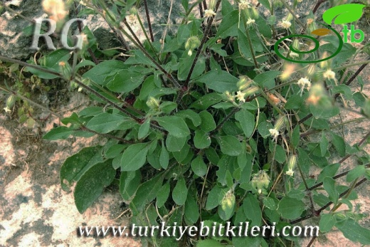 Silifke-Mersin
